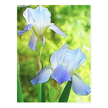 Romantische blaue Iris Postkarten