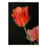 Romantische Rosen-Geburtstags-Karte