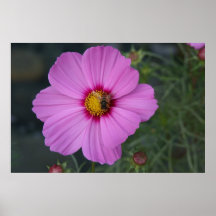 Rosa Bestäubung Posterdruck