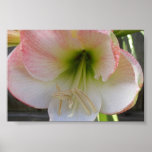 Rosa Blume Posterdrucke