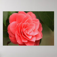 Rosa Blumenplakat