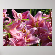 ROSA CALLA-LILIEN Kunst druckt Büro-Grafik-Lilie Poster