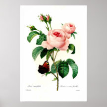 Rosa centiflora plakat