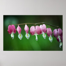 Rosa Charme-Druck Posterdruck