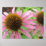 Rosa Coneflowers Plakat-Druck