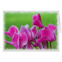 Rosa Cyclamens Grußkarten
