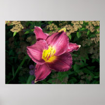 Rosa Daylilly Plakatdruck