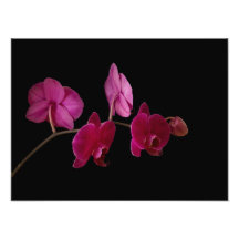 Rosa Dendrobium-Orchidee - kundengebundene Blumen Kunstfoto