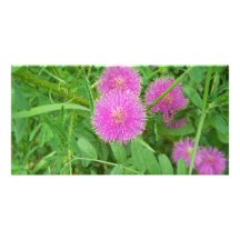 Rosa Distel Fotogrußkarten