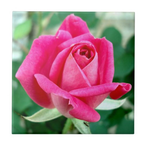 Rosa doppelte knockout Rose Kacheln