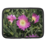 Rosa Eis-PflanzeCarpobrotus essbar Planer