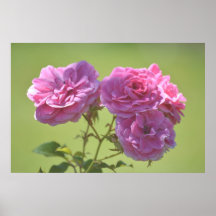 Rosa elegante Rosen Plakat