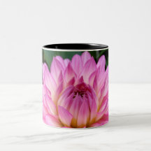 Rosa Explosion der Dahlie-3 Tasse
