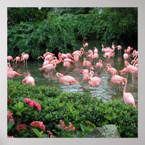 Rosa Flamingo-Plakat