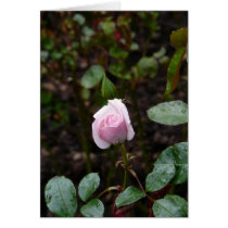 Rosa für Mutter karten
