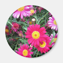 Rosa Gänseblümchen Magnete