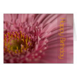 Rosa Gerbera-Geburtstags-Karte