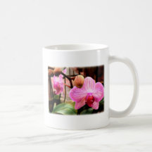 Rosa gestreifte Phalaenopsis-Orchideen Tassen