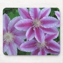 Rosa gestreifter Clematis IMG_0822 Mauspads