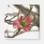 Rosa Hartriegel-Blüte Magnete