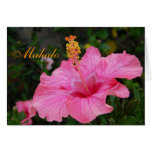 Rosa Hawaii-Hibiskuskarte