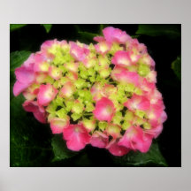 Rosa Hydrangea-Plakat
