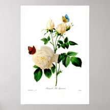 Rosa Indica Plakate