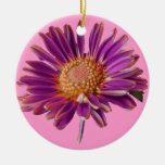 Rosa lila Gänseblümchen Ornament