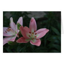 Rosa Lilien-Karte