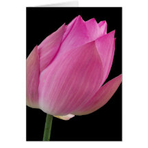 Rosa Lotus Grußkarten