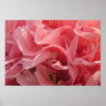 Rosa Mohnblumen-Blumenblätter Posterdrucke