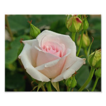 Rosa Ophelia-HybridRose Photo