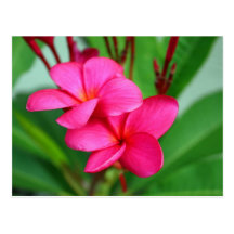 Rosa Plumeriafrangipani-Hawaiianer-Blume Postkarten