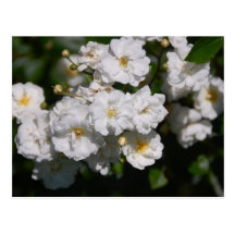 Rosa-Postkarte