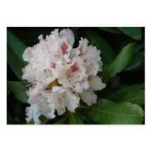 Rosa Rhododendron-Blume 2 Visitenkarten Vorlage