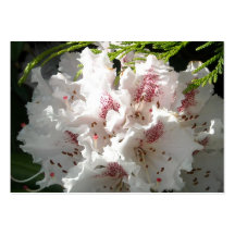 Rosa Rhododendron-Blume dem Sonnenlicht in der Zed Visitenkarten