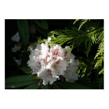 Rosa Rhododendron-Blume im Zedern-Kontrast-Schwarz Visitenkarten