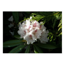 Rosa Rhododendron-Blume im Zedern-tiefen Kontrast Visitenkartenvorlagen