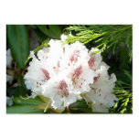 Rosa Rhododendron-Blume in der Zeder Visitenkartenvorlagen