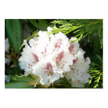 Rosa Rhododendron-Blume in der Zeder Visitenkartenvorlagen
