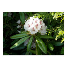 Rosa Rhododendron-Blume in der Zeder Visitenkarte