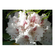 Rosa Rhododendron-Blume in der Zeder Visitenkarten