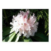 Rosa Rhododendron-Blume in Zeder 5 Visitenkarten