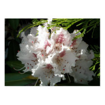 Rosa Rhododendron-Blume in Zedern-Kontrast-Schwarz Visitenkarte