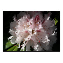 Rosa Rhododendron-Blumen-Blumenblatt demgegenüber  Visitenkartenvorlagen