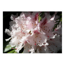 Rosa Rhododendron-Blumen-Blumenblatt demgegenüber  Visitenkartenvorlagen