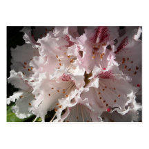 Rosa Rhododendron-Blumen-Blumenblatt demgegenüber Visitenkartenvorlage