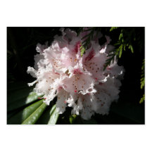 Rosa Rhododendron-Blumen-Blumenblatt demgegenüber  Visitenkartenvorlage