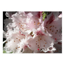 Rosa Rhododendron-Blumen-Blumenblatt in Betrug 2 n Visitenkartenvorlage