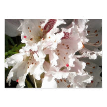 Rosa Rhododendron-Blumen-Blumenblatt-Nahaufnahme 2 Visitenkarten Vorlage